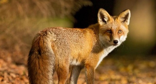 İnsanlar 10 bin yıl önce kedi ve tilki eti yedi