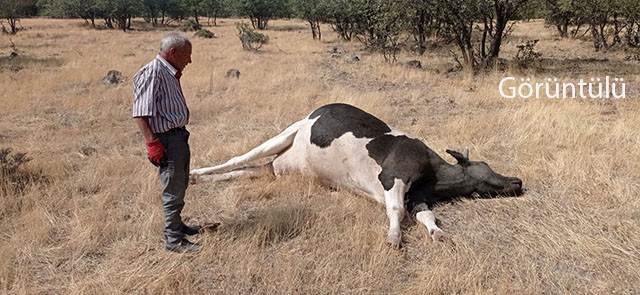 Tarhan ailesinin tek geçim kaynağıydı, yılan soktu telef oldu